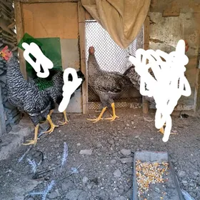 gigant horazlar