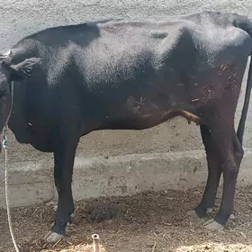 GYSYR SYGYR 1 GUZLAN