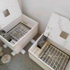 inkubator инкубатор