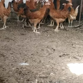 jüje