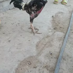 хораз