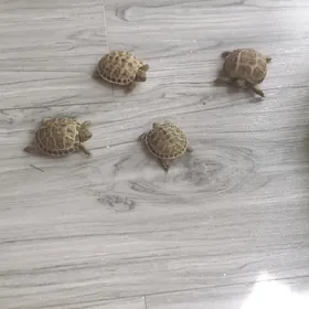 черепашки