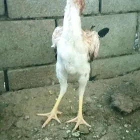 taşkent măki