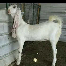Pakistan teke
