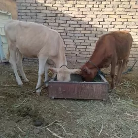 gulajyn okuzce