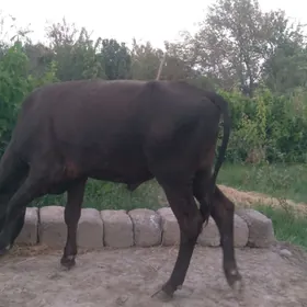 Ökuz unajyn