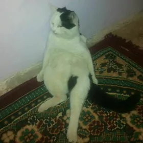 MURKAM