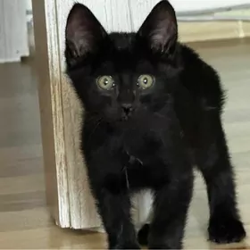 Котенок