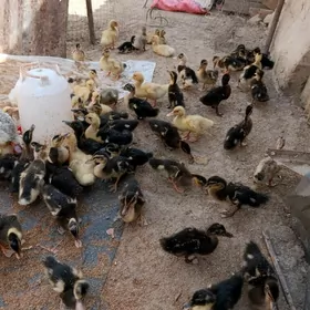 ýaşylbaş ördek jüýje.