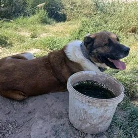 gonurja
