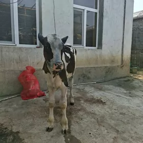 Ala okuz