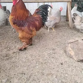 horazlar