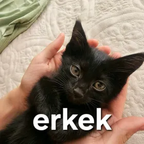 pişik,кошка