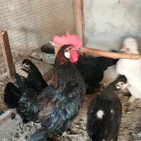 ýaponçik