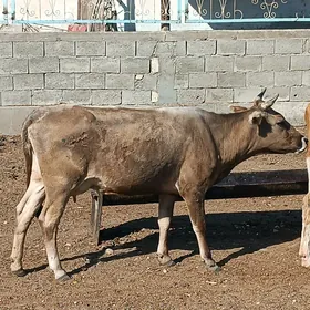 Goleli sygyr