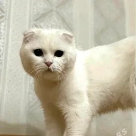 шотландец