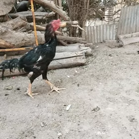 Basýsow horaz
