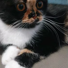 кошка