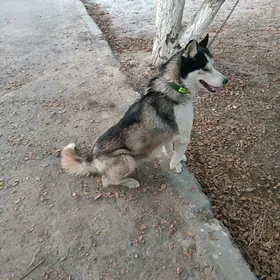 Хаски haski