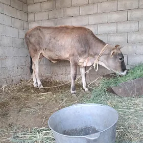 туве