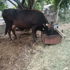 Gysyr sygyr