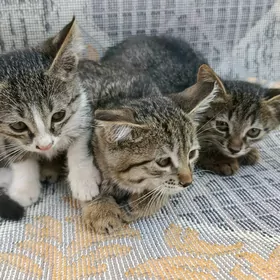 pishk котята
