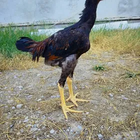 taşkent
