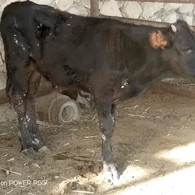 okuzce