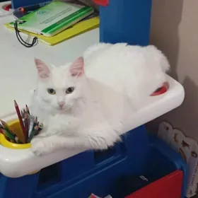 кошка турецкая ангорка