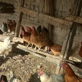TURKMEN TOWUKLAR