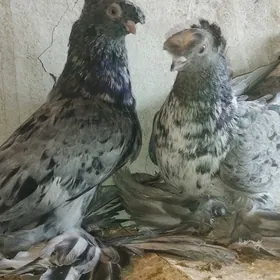 Kepderi