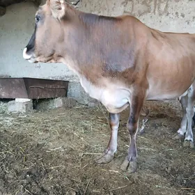 sygyr
