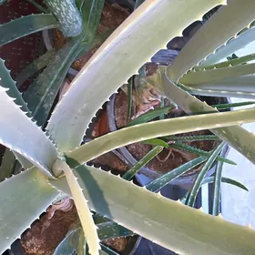 aloe
