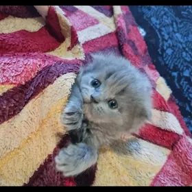 шотландские котята