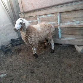 Goýyn