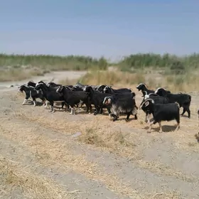 Geçi