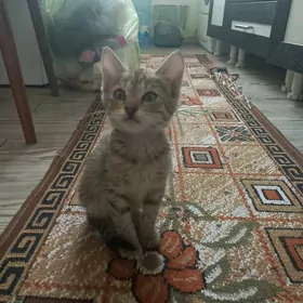 котёнок