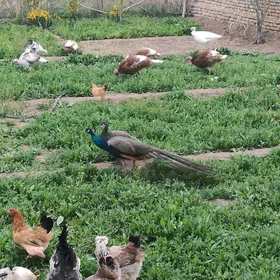 Tawus guş pawlin