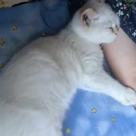 отдам порадистого кота бесплат