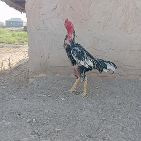 horaz