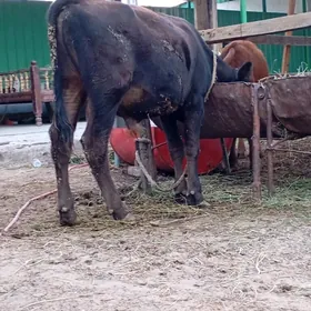okuzce