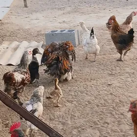 GUZLAYJY TOWUKLAR