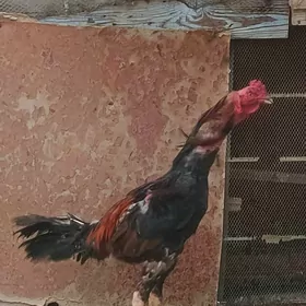 taskent baysok horaz