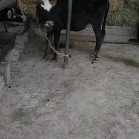 Göle