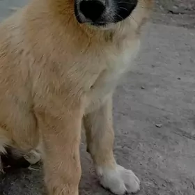 Собачка кабель