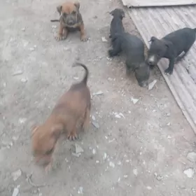 Stafer kucuk