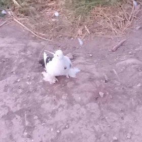 kepder