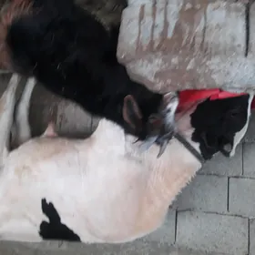 öküz