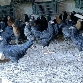 juyje 6 aylyk