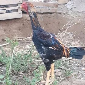 horaz